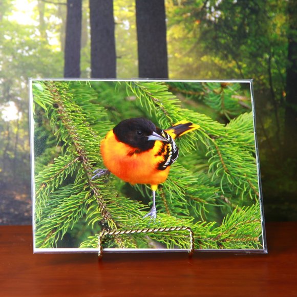 A Beautifully Coloured Oriole 8" x 10" Print - Picture 1 of 3